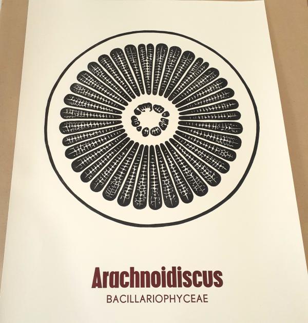 Diatom Press Arachnoidiscus Print