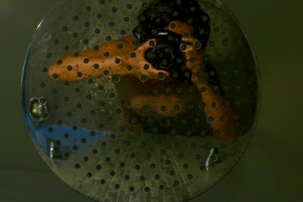 Jane Ye image