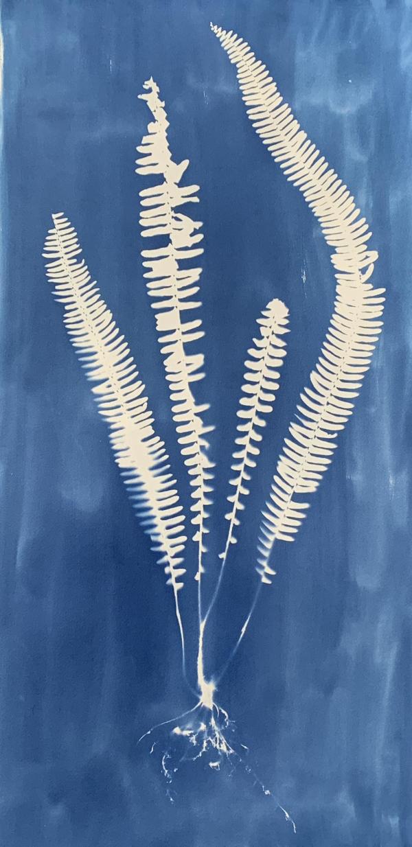 Cyanotype print of fern by Marolyn Krasner