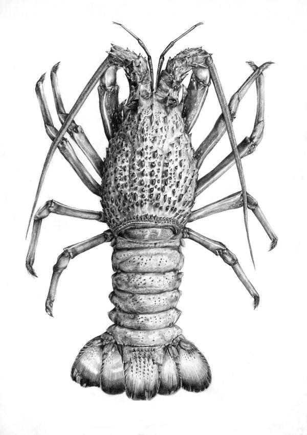 timothy li drawing